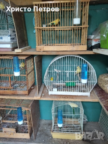 Продавам канари порода Малиноа. , снимка 6 - Канари - 52374514