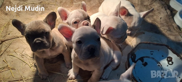 френски булдочета, снимка 3 - Френски булдог - 53112390