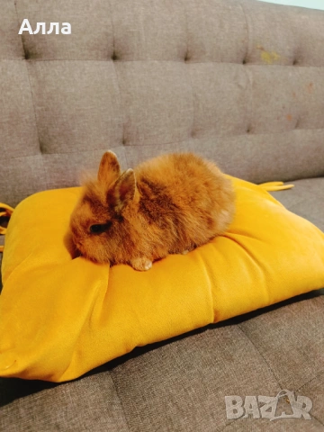 Декоративни зайчета , снимка 2 - Декоративни зайчета - 53223707