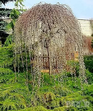 Плачеща върба, снимка 5 - Градински цветя и растения - 53878362