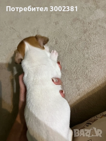 Джак Ръсел териер, снимка 9 - Джак ръсел териер - 52887126