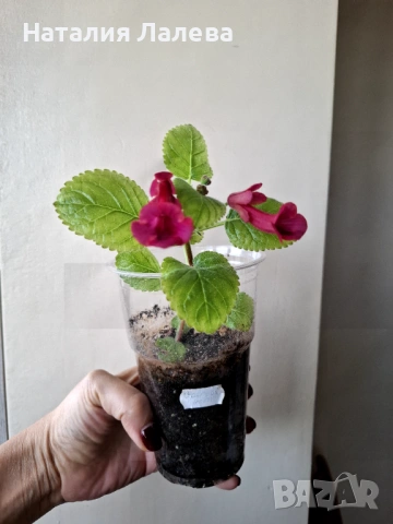 Синингия, sinningia Gabriel's horn, снимка 4 - Стайни растения - 53409677