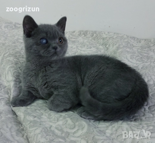 Шотландско котенце, снимка 2 - Други - 53172089