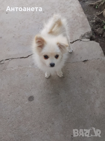 Померан-мини шпиц, снимка 9 - Померан - 50591698