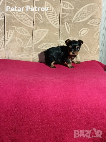 Йоркширски териер мини , снимка 13 - Йоркширски териер - 53883069