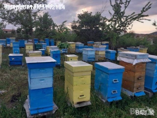 Продавам пчелни кошери, снимка 1 - За пчели - 45168774