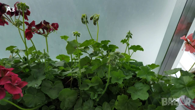 Продавам висящи мушката насадени в сандъчета -  5 налични сандъчета, снимка 7 - Градински цветя и растения - 50668231