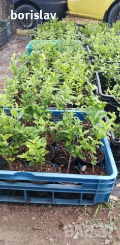 Лигуструм в контейнер, снимка 4 - Градински цветя и растения - 50918872