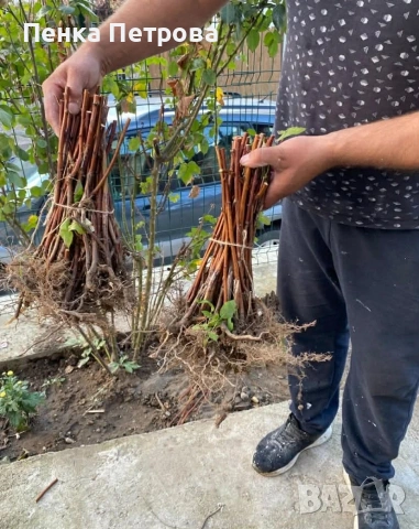 градински разсад, снимка 7 - Градински цветя и растения - 53715877