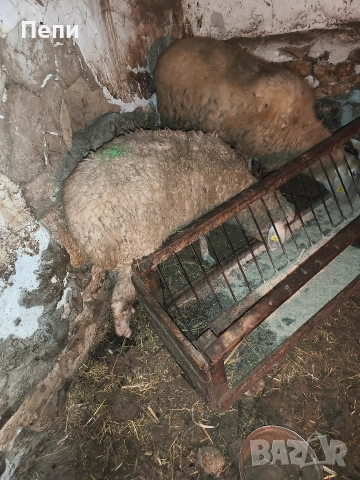 Продавам овце, снимка 3 - Други стоки за животни - 52846965