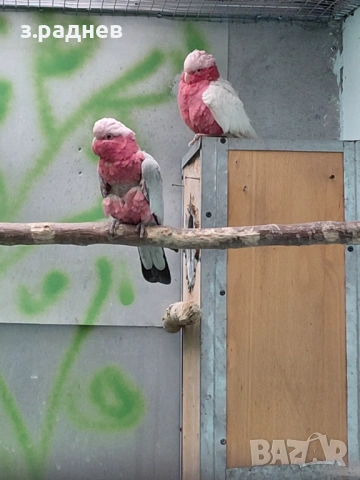 Двойка розаво какаду , снимка 2 - Папагали - 53504666