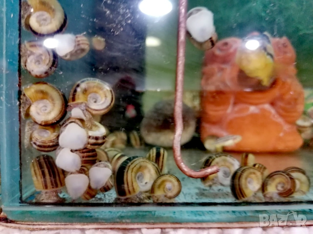 Продавам охлюви за аквариум Мариза,Ампулария