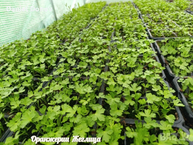 МАЛИНОВ ГИГАНТ + още над 150 сорта домати, снимка 15 - Разсади - 53760174