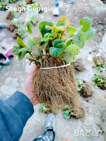 Разсад Ягоди , снимка 1