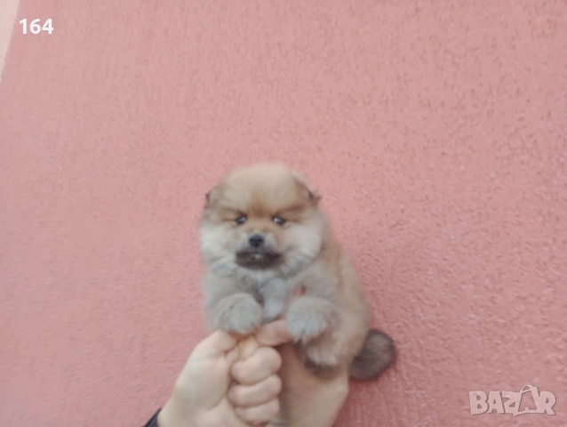 Мъжки Померан., снимка 4 - Померан - 53159275