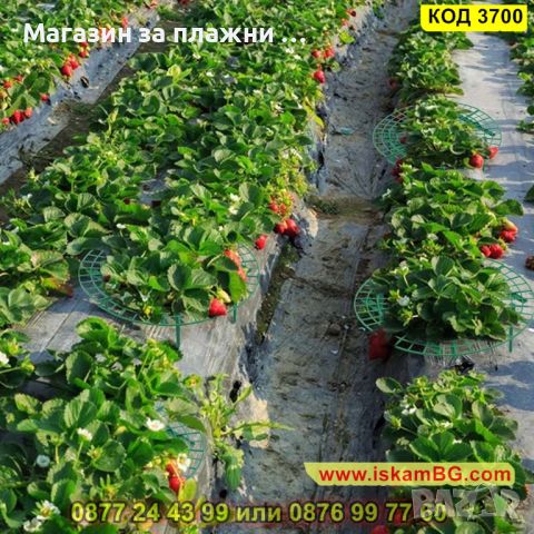 Иновативна стойка за ягоди против вредители и гниене - КОД 3700, снимка 9 - Други - 45098399