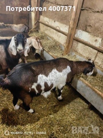 4 кози и чистокръвен англонубийски пръч , снимка 7 - Кози - 53130276