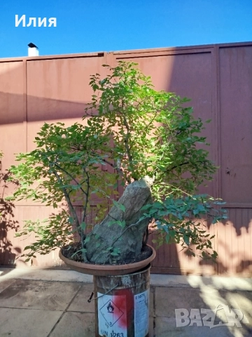 Бонсай заготовка тип гора от Бряст 