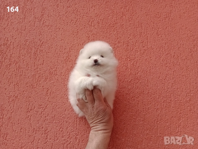 Бели Померани. Различни възрасти!, снимка 3 - Померан - 54106318