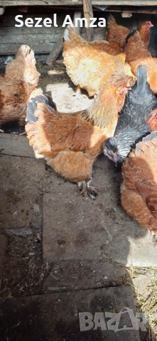 Продавам кокошки , снимка 5 - Кокошки и пуйки - 53583839
