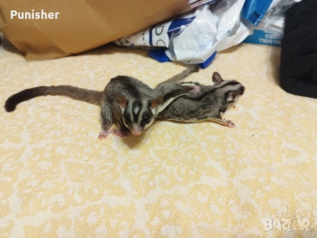 Захарни летящи катерички, снимка 3 - Други животни - 53678497