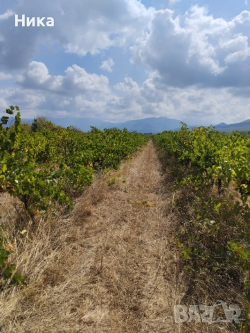 Продавам лозе, снимка 2 - Земеделска земя - 52970004