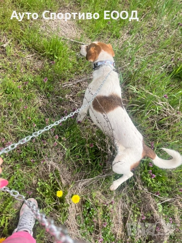 Търси дом, подарява се!, снимка 7 - Други - 54176849