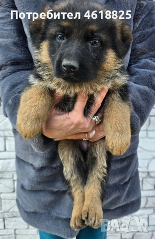 Немски овчарки , снимка 3 - Немска овчарка - 53666068