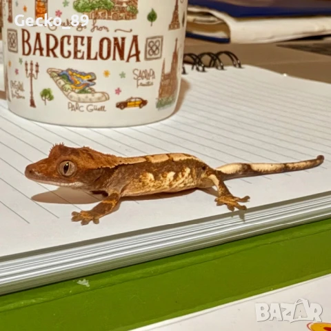 Ресничест гекон (Correlophus Ciliatus), снимка 1