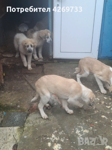 Куче порода Алабай, снимка 5 - Алабай - 53398665