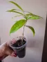 Драцена, Dracena surculosa Mike, снимка 3