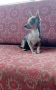 продавам мини пинчер , снимка 1