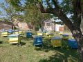 Кошери с пчели (пълни) с магазини и рамки, снимка 2