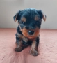 Мини йоркширски териер (мини йорки) момченца, снимка 3