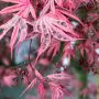 Acer palm. Shirazz Variegated , снимка 3