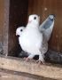 Гълъби- прекрасни птици , снимка 1 - За птици - 45745894