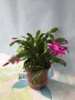 Коледниче/schlumbergera снимки от 21.01.2025, снимка 6