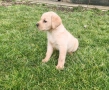 Лабрадор - женско , снимка 3