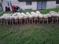 Продавам ялови овце, снимка 2