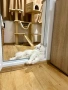 Бял персийски котарак за разплод, снимка 3