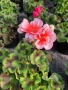 Pelargonium zonale (Моловка праскова), снимка 2