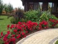 Бордюрна роза , снимка 1 - Градински цветя и растения - 45952315