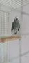 полово зрял мъжки папагал кралско Жако, снимка 2