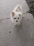 Померан-мини шпиц, снимка 9