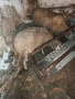 Продавам овце, снимка 3