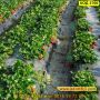 Иновативна стойка за ягоди против вредители и гниене - КОД 3700, снимка 9