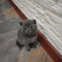 Британски котенца , снимка 2 - Британска късокосместа - 46197490