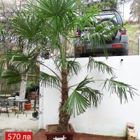 Студоустойчиви палми Трахикарпус в дървени саксии, снимка 2 - Градински цветя и растения - 45325945
