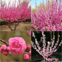 Японска Слива- Prunus triloba Студоустойчива, снимка 4 - Разсади - 45162690