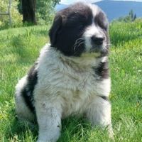 Продавам български овчарски кучета, снимка 3 - Каракачанска овчарка - 45594348